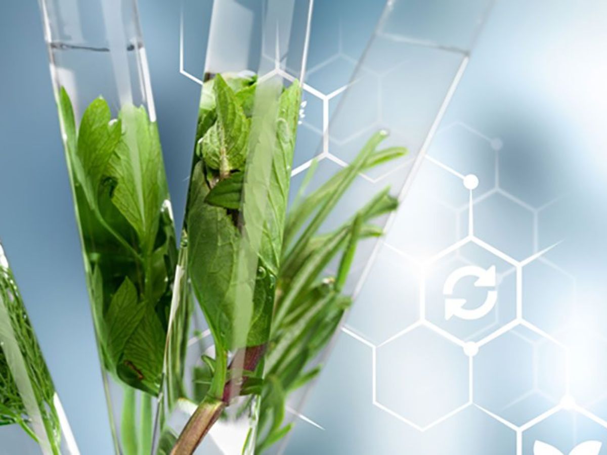 skincare benefits of fermentation